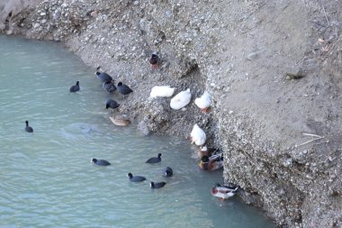 Nehir kıyısındaki karabataklar, martılar ve ördekler.