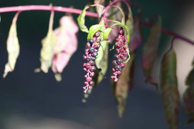 berries of Phytolacca sp in forest clipart