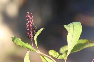 berries of Phytolacca sp in forest clipart