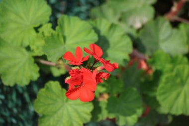 Red  Pelargonium_zonale flower also known as geranium clipart