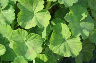 Pelargonium zonale yapraklarını kapat