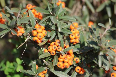 Berries of Pyracantha angustifolia  which is a species of shrub in the rose family clipart