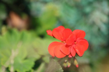 Kırmızı Pelargonium _ zonale çiçeği sardunya olarak da bilinir.