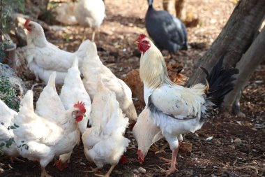 Tavuklar tarlada gagalıyor.