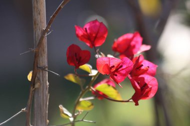 backlit Bougainville flower (Bougainvillea spectabilis) clipart