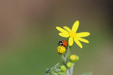 close up of seven spotted ladybug clipart