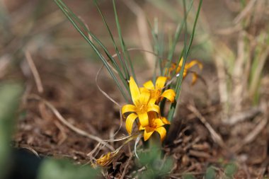 Doğadaki vahşi Crocus lezzetine yakın.