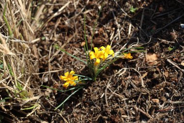 Doğadaki vahşi Crocus lezzetine yakın.