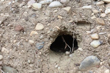 Yerdeki köstebek deliğini açığa çıkarmak ya da açığa çıkarmak