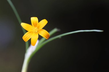 close up of wild Crocus flavus  clipart