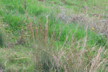 Yaygın sazlık otu (Hyparrhenia hirta) 
