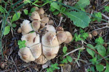  Kışın bal mantar kümesi (Armillaria sp)