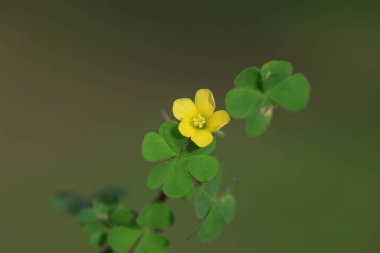 flowers of Yellow wood sorrel (Oxalis stricta) clipart