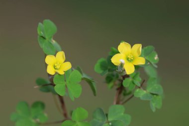 Sarı tahta doru çiçekleri (Oxalis stricta)