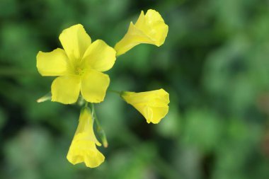 Xalis pes-caprae, sarı çiçekli bir bitki türüdür.