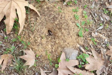 top view of ant nest covered with plane tree seeds clipart