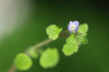 Veronica Hederifolia (Sarmaşık yapraklı Speedwell)