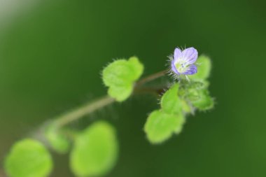 Veronica Hederifolia (Sarmaşık yapraklı Speedwell)