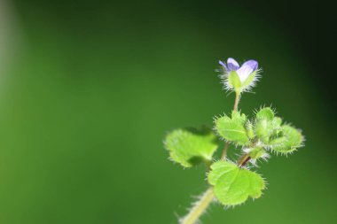 Veronica Hederifolia (Sarmaşık yapraklı Speedwell)