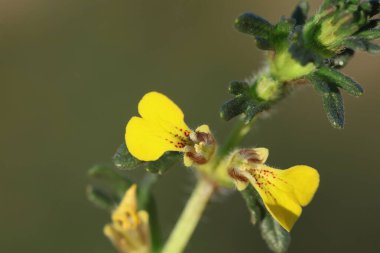Baharda ajuga chamaepitys (yer çamı) çiçeği