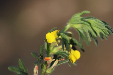 Baharda ajuga chamaepitys (yer çamı) çiçeği