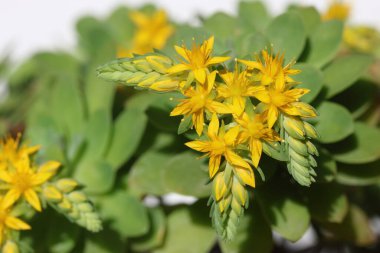  Sedum palmeri çiçekleri (Meksika tavukları ve tavukları) 