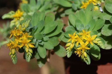  Sedum palmeri çiçekleri (Meksika tavukları ve tavukları) 