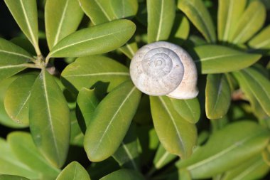 Avustralya defne kuşu (Japon pittosporumu))