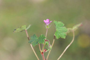 Geranium rotundifolium (yuvarlak yapraklı turna gagası), Geraniaceae familyasından bir bitki türüdür.