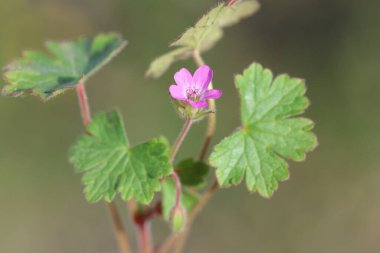 Geranium rotundifolium (yuvarlak yapraklı turna gagası), Geraniaceae familyasından bir bitki türüdür.