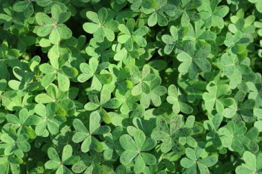 yakın - Oxalis pes-caprae arkaplanının görünümü