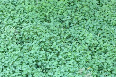 yakın - Oxalis pes-caprae arkaplanının görünümü