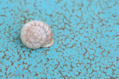 Turkuaz sert metal yüzeyinde boş bir salyangoz kabuğu