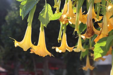 Brugmansia arborea (angel's trumpet) is a species of flowering plant in the family Solanaceae clipart