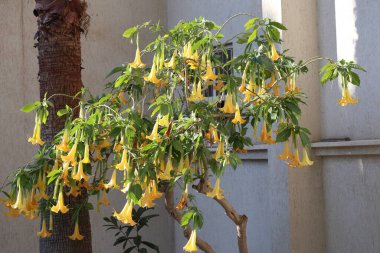 Brugmansia arborea (angel's trumpet) is a species of flowering plant in the family Solanaceae clipart