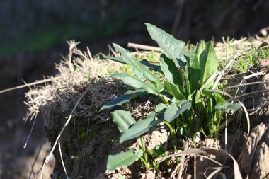 Arum dioscoridis (Benekli Arum) tarlada bitki