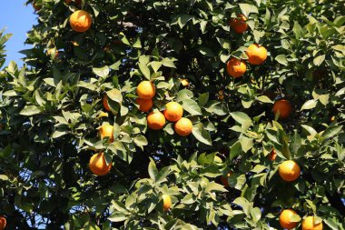 olgun portakallar narenciye ağacında