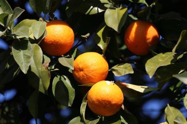 olgun portakallar narenciye ağacında