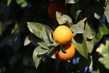 olgun portakallar narenciye ağacında