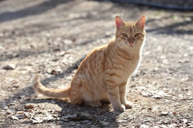 Bir başıboş turuncu tekir kedi.