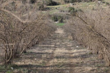 Kışın meyve bahçesinde nar ağaçları