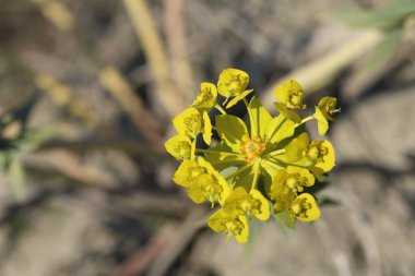 Euphorbia Rigida 'nın sarı çiçekleri aynı zamanda sincap gübresi olarak da bilinir.