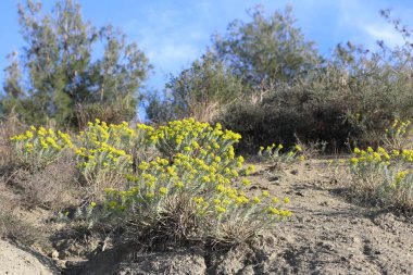 Euphorbia Rigida 'nın sarı çiçekleri aynı zamanda sincap gübresi olarak da bilinir.