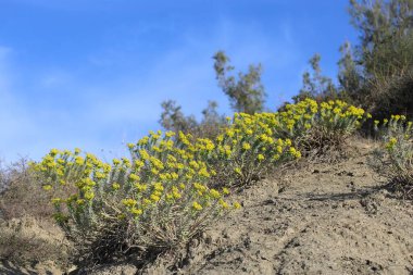 Euphorbia Rigida 'nın sarı çiçekleri aynı zamanda sincap gübresi olarak da bilinir.