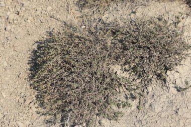 Plocama calabrica, bilinen adıyla Kokuşmuş Madder, küçük bir çalılıktır.