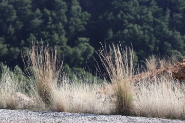 Yol kenarında yetişen sazlıklar (Hyparrhenia hirta)