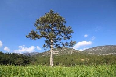 Tüylü beyaz bulutlarla lekelenmiş açık mavi gökyüzüne karşı çerçevelenmiş yeşil bir tarlada, yapayalnız bir Türk çamı zarif bir şekilde duruyor.