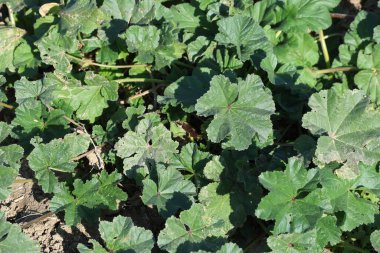Malva sylvestris, Malvaceae familyasından bir Malva cinsidir.