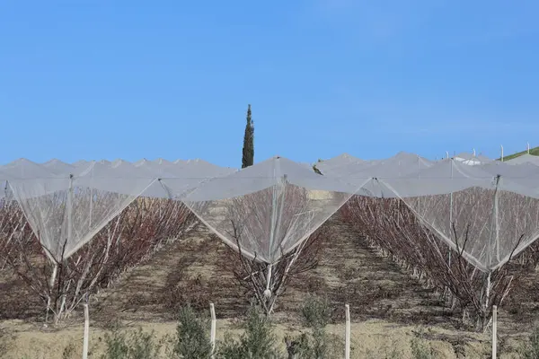 Bir meyve bahçesinde budanmış şeftali ağaçları, kuşlara ve dolu 'a karşı koruyucu ağlarla korunuyor.