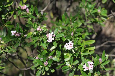 Daphne Sericea mor çiçekli çalılık bir bitkidir.